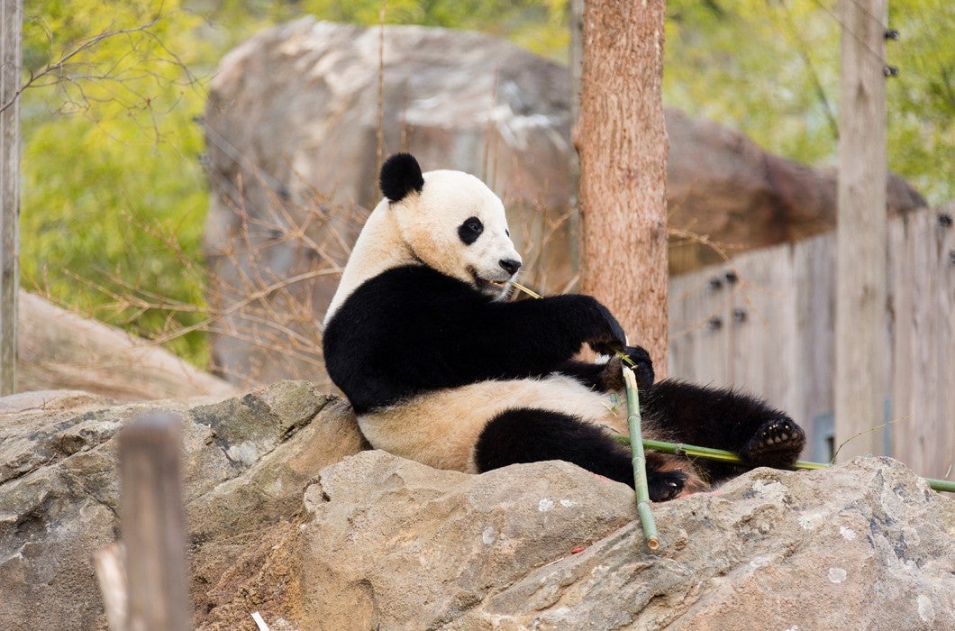 Giant panda Bao Bao rests on a rock outdoors and eats bamboo or sugarcane