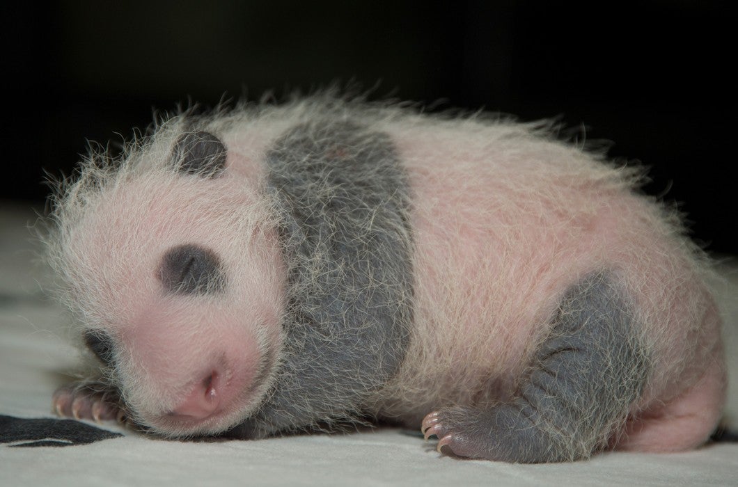 A giant panda cub just starting to develop its fur and small claws is asleep on a table