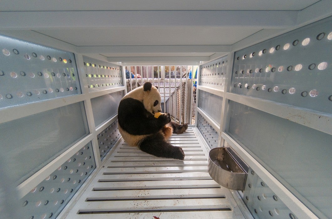 Giant panda Bei Bei sits inside a spacious crate in preparation for his departure to China