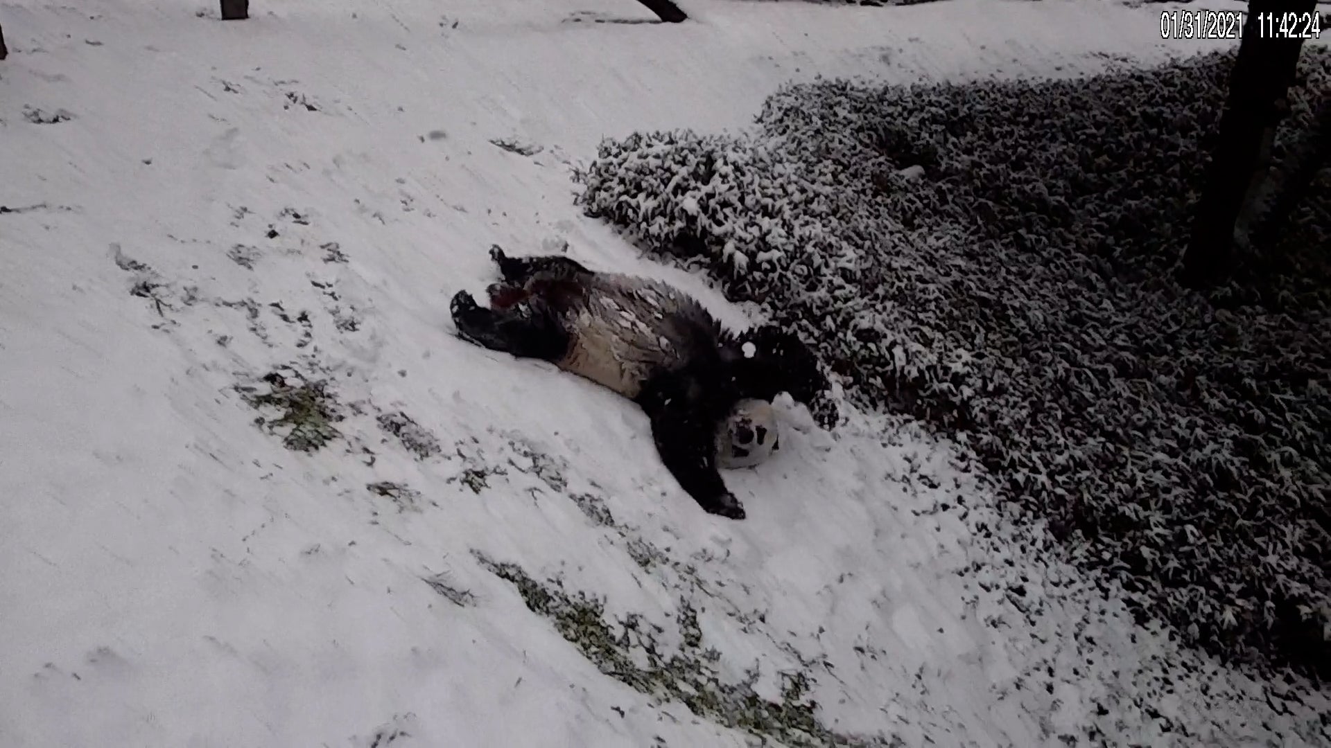 Giant panda Mei Xiang slides on her back down a snowy hill