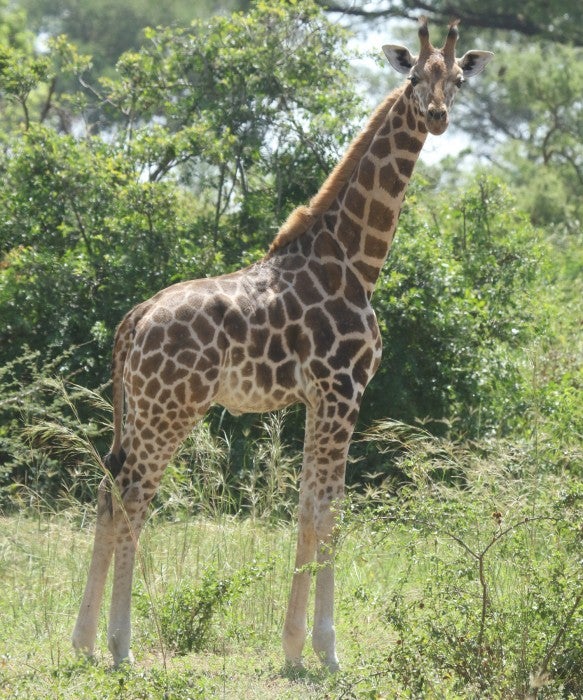 A giraffe stands in a grassy area among trees and shrubs