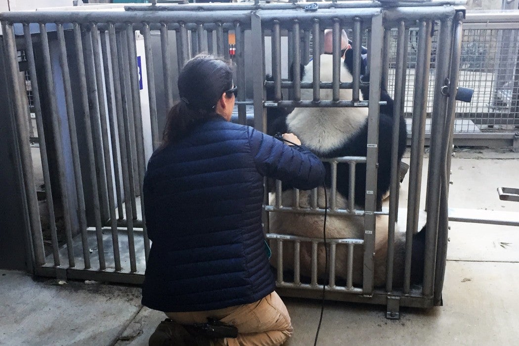 March 31, 2018 | Zoo veterinarian Katharine Hope administers laser therapy to giant panda Tian Tian's left shoulder.