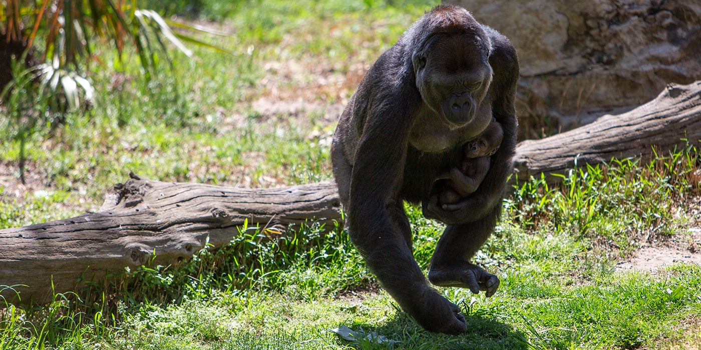 Adult female western lowland gorilla Calaya carries her infant Moke outside in the Smithsonian's National Zoo's gorilla habitat on a sunny day