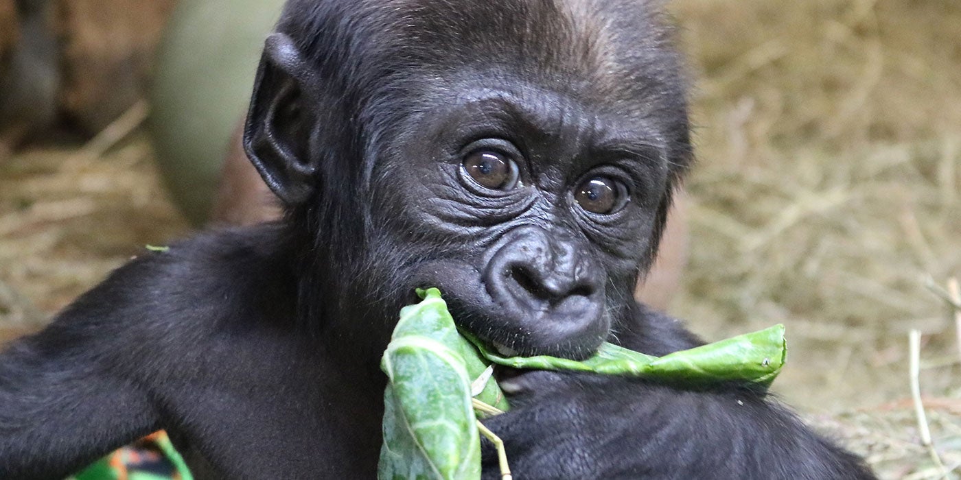 3-month-old western lowland gorilla Moke eating leafy greens