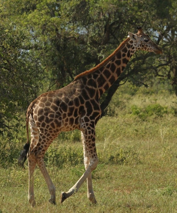 A giraffe walking through a grassy landscape near leafy trees