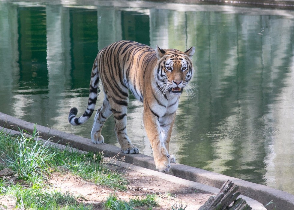 Amur tiger Nikita walks along the bank of the moat in the Great Cats habitat.