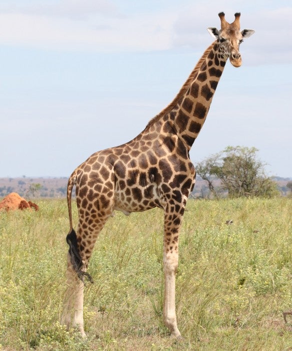 A giraffe stands in an open grassy area