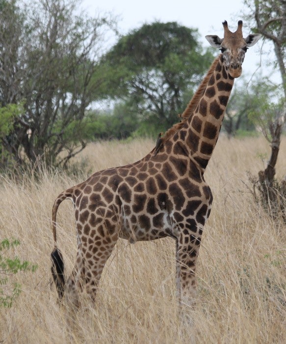A giraffe stands in a grassy area among trees and shrubs