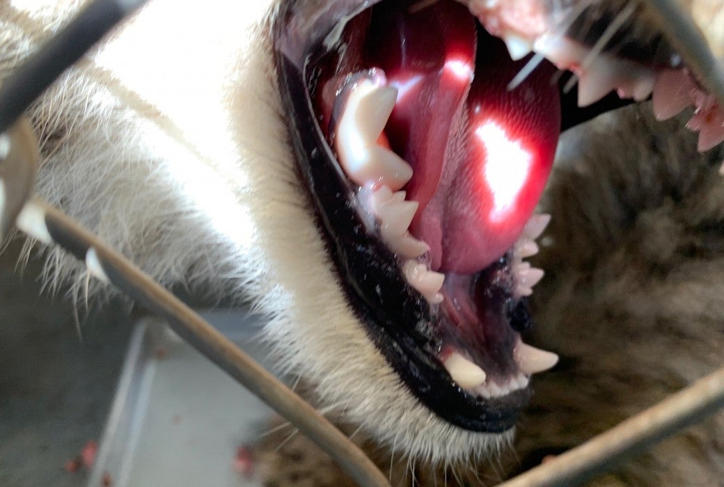 Jan. 7: A cheetah cub shows its adult bottom canine teeth.
