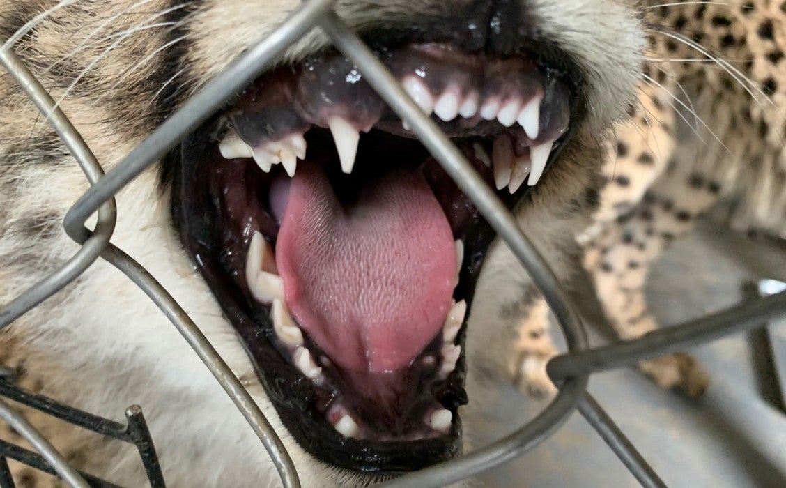 Jan. 11: A cheetah cub shows its bottom premolar and top canine teeth starting to erupt.