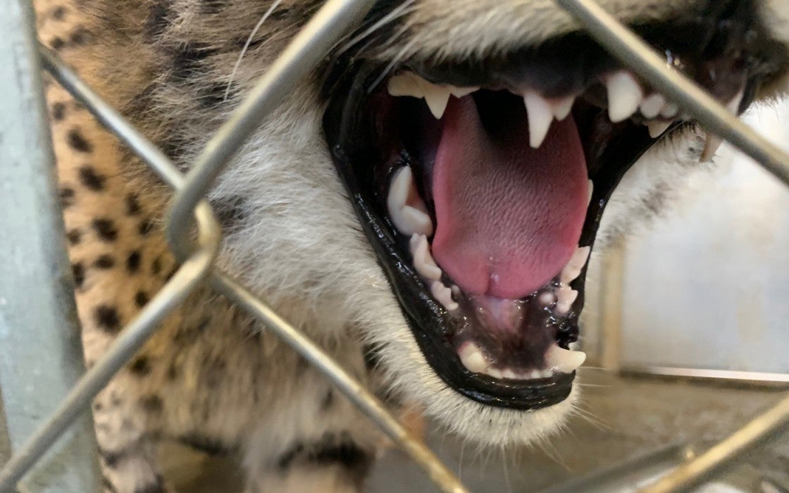 Jan. 15: A cheetah cub shows its baby and adult bottom premolars and top canine teeth.