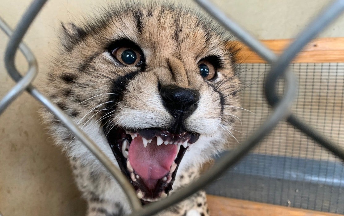 Jan. 20: A cheetah cub shows its growing adult teeth.
