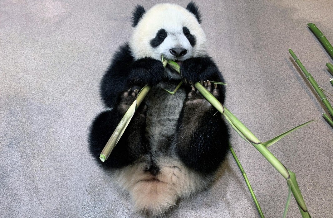 Giant panda cub Xiao Qi Ji devours a tasty bamboo shoot.