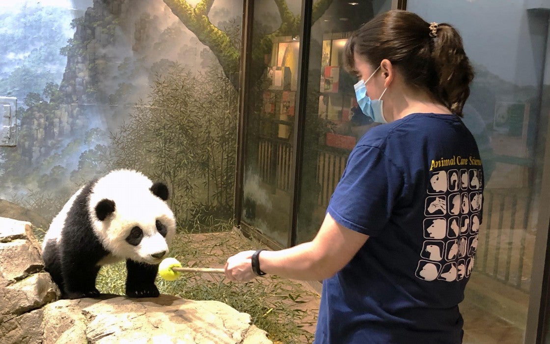 Giant panda cub Xiao Qi Ji touches his nose to a "target" training tool, held by assistant curator of giant pandas Laurie Thompson.