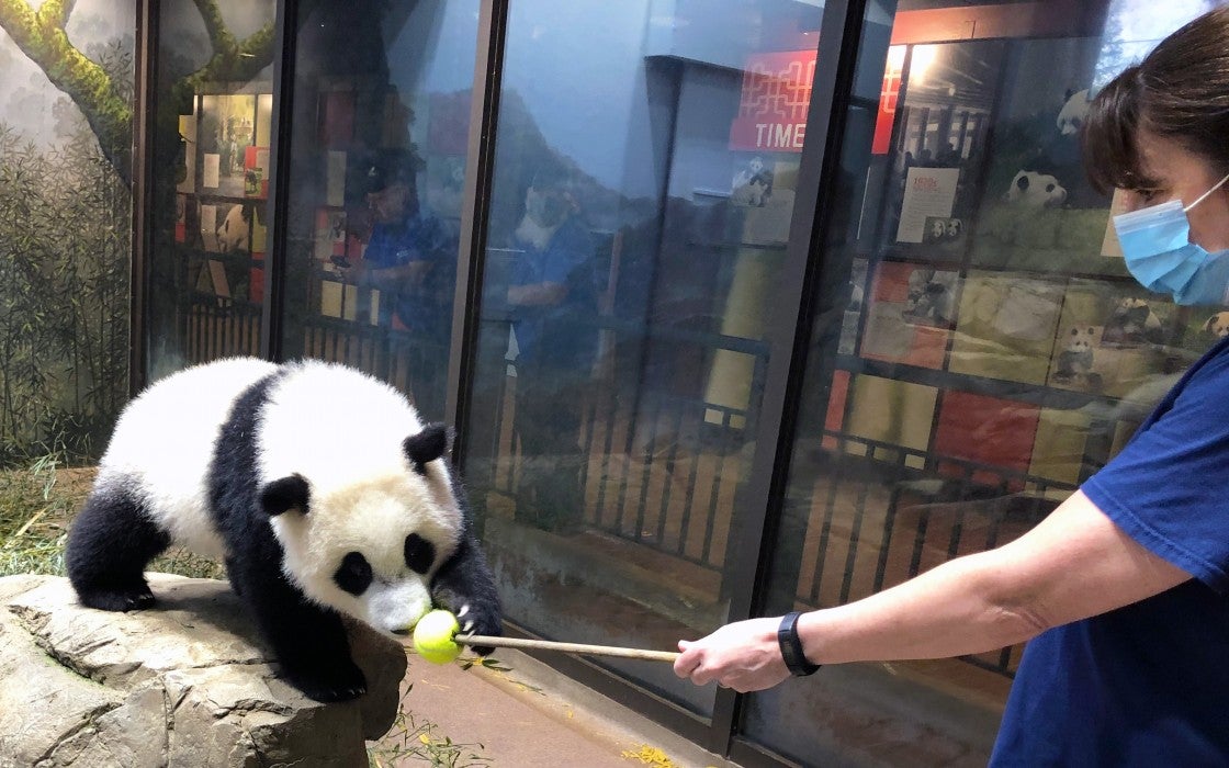 Giant panda cub Xiao Qi Ji paws at a "target" (training tool) held by assistant curator of giant pandas Laurie Thompson. 
