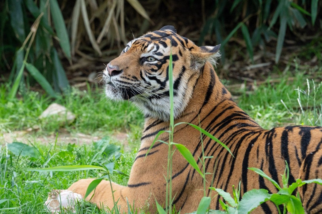 Sumatran tiger Damai lounges in the Great Cats habitat. 
