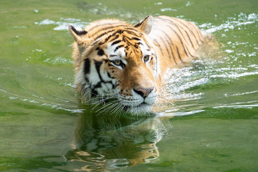 Amur tiger Metis swims in the moat of his outdoor habitat. 