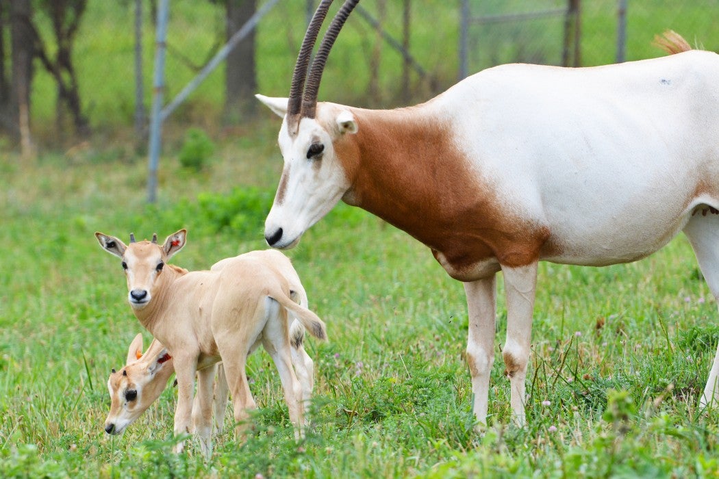 Two scimitar-horned oryx calves, a male and female, were born in July 2021 at the Smithsonian Conservation Biology Institute via artificial insemination.