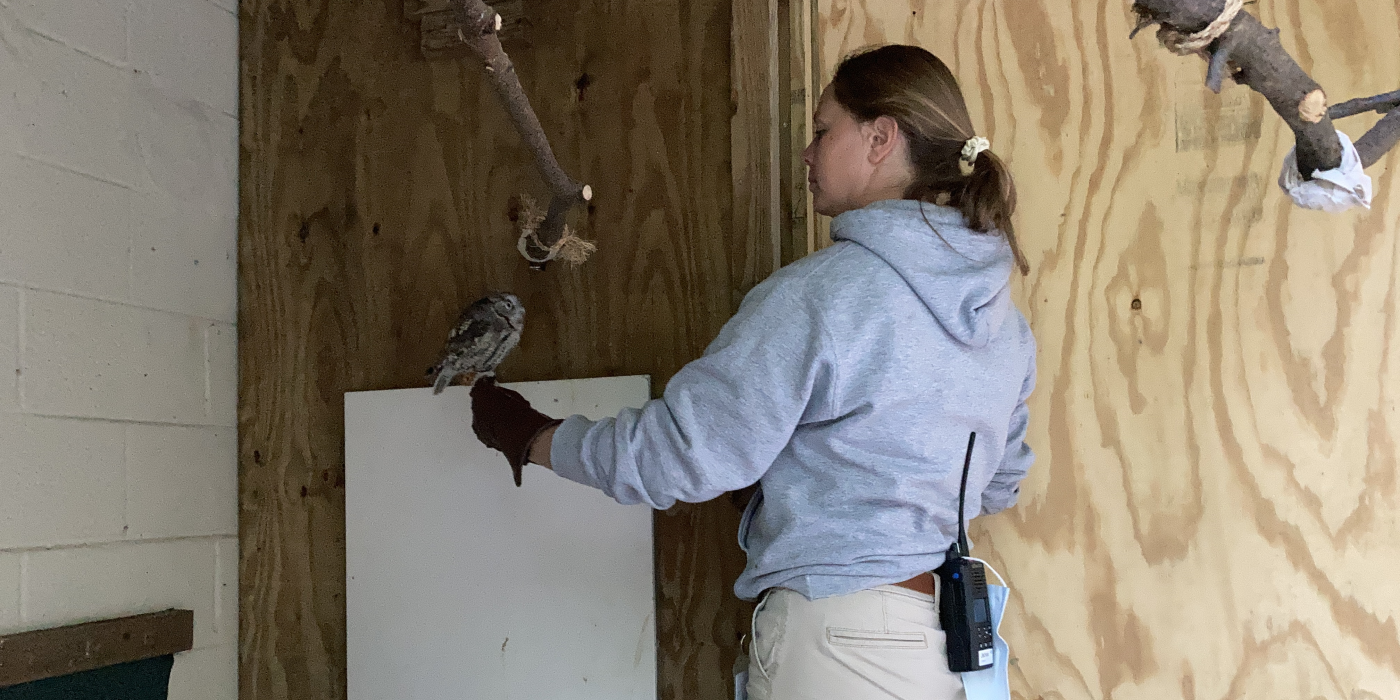 Animal keeper Jackie Spicer stands in the eastern screech owl habitat. Her left arm is outstretched with a glove on. Female grey-colored eastern screech owl, Teton, perches on the gloved hand. Jackie and Teton are looking at each other.
