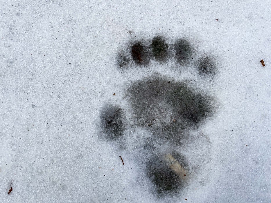 Giant panda mother Mei Xiang's footprint in the snow.