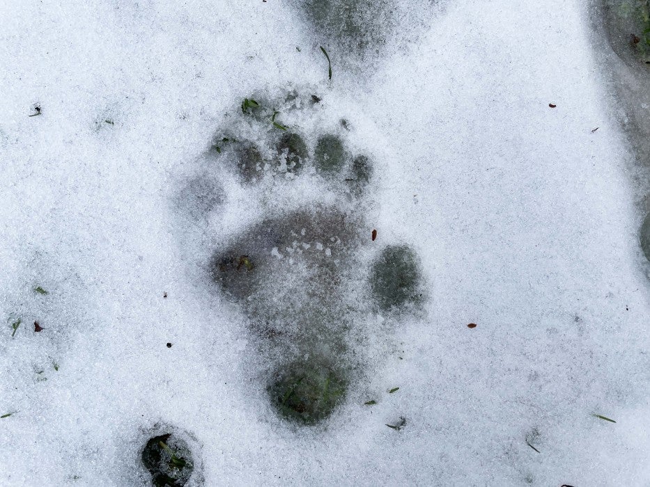 Giant panda cub Xiao Qi Ji's footprint in the snow.