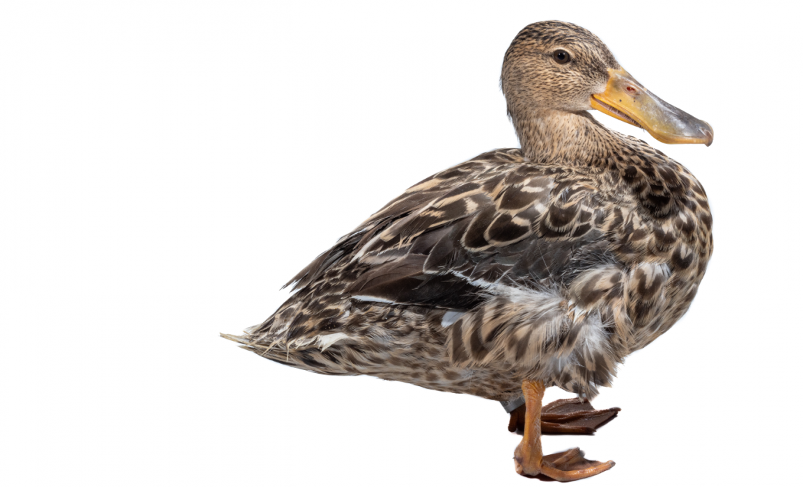 A female Northern shoveler stands on a white backdrop.