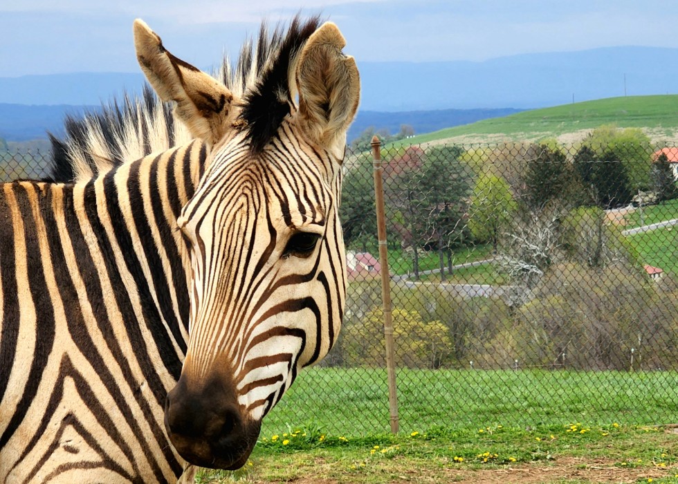 Zebra Xolani at the Smithsonian Conservation Biology Institute