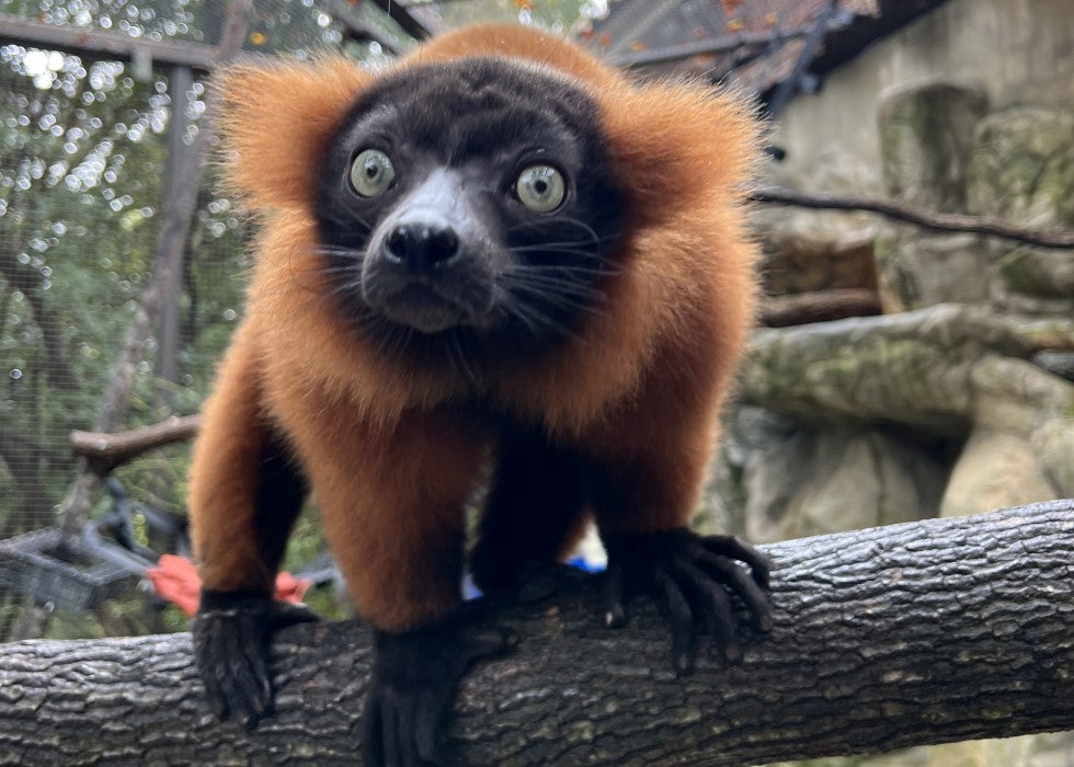 Red-ruffed lemur Molly at the Small Mammal House