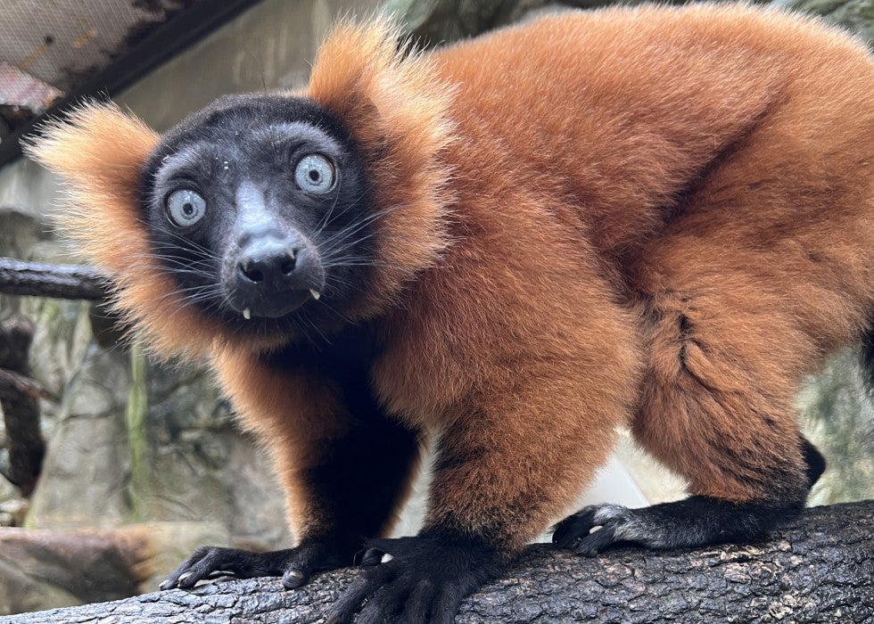 Red-ruffed lemur Coronado.