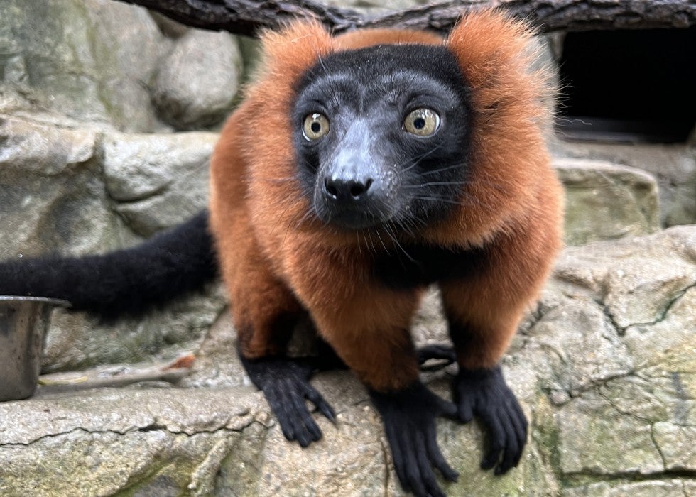 Red-ruffed lemur Cortez.