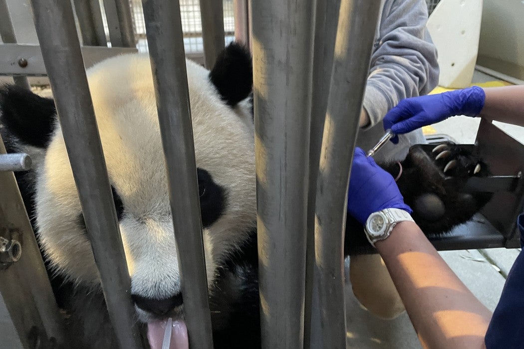 Giant panda cub Xiao Qi Ji participates in his first blood draw procedure Oct. 17, 2022.
