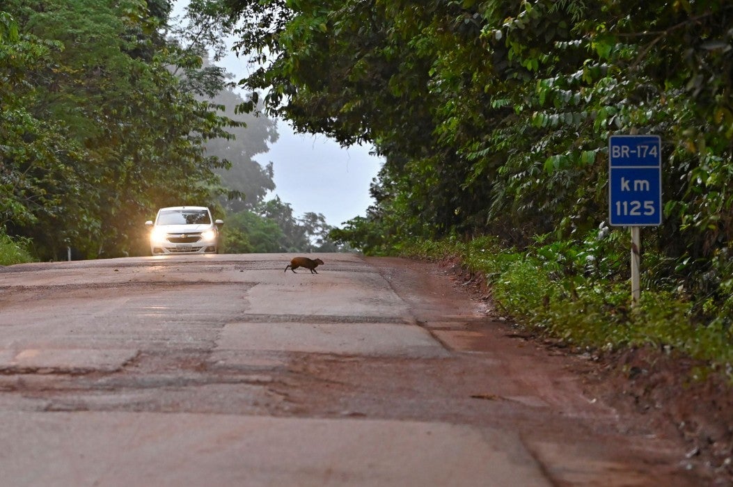 Photo of a capybara crossing a road in the Amazon rainforest. A car is driving toward the animal.