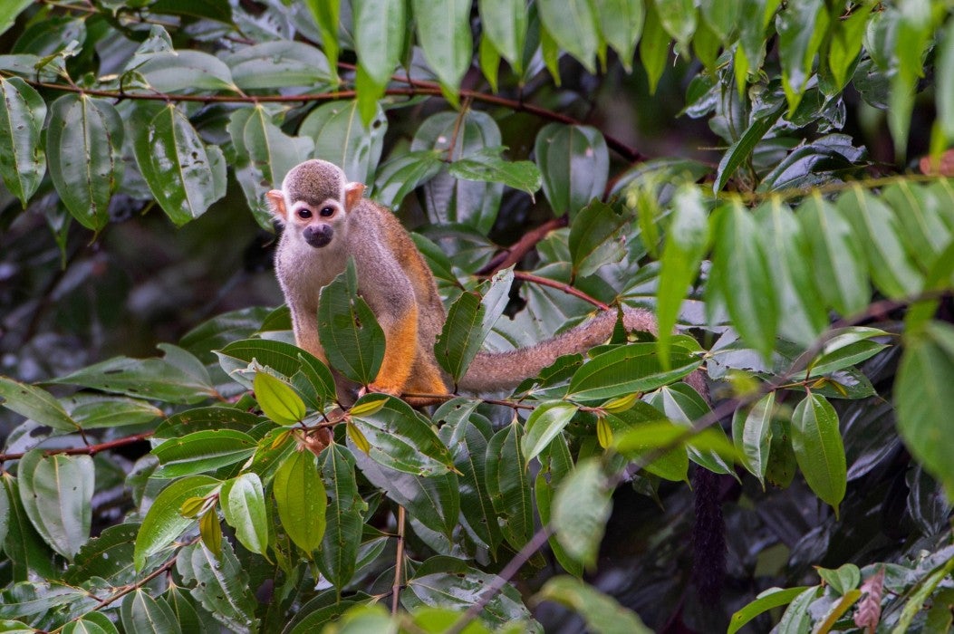 Photo of a small brown and orange monkey perched on the branch of a tree. The monkey is staring at the viewer.
