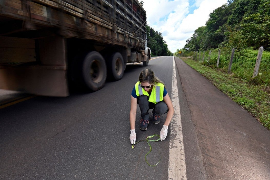 Photo of Fernanda Abra collecting a dead snake on a road. On the left side of the image, a truck drives past Fernanda.