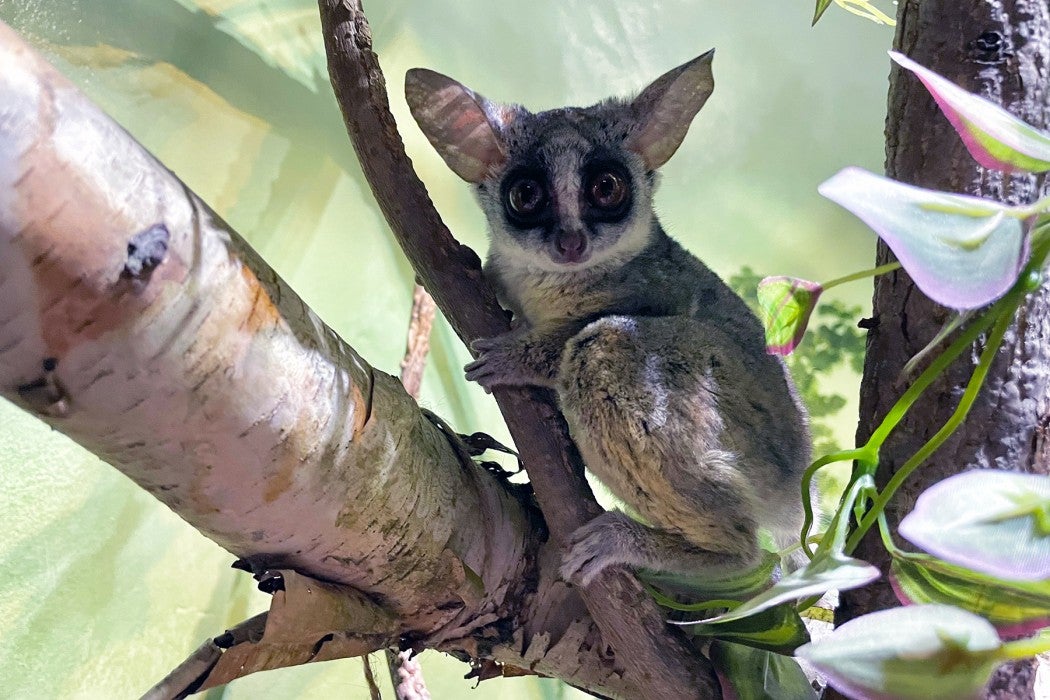 Southern lesser galago Mopani rests on a tree branch in his habitat. 