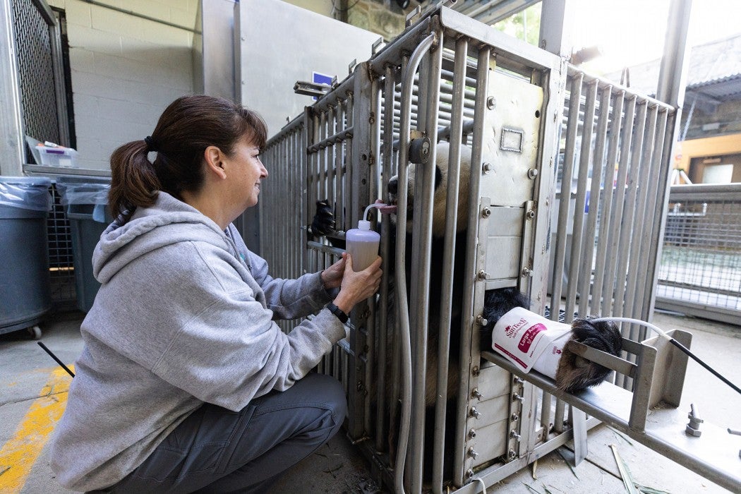 May 4, 2023 | Assistant curator of giant pandas Laurie Thompson gives giant panda Mei Xiang honey water while the team takes her blood pressure.