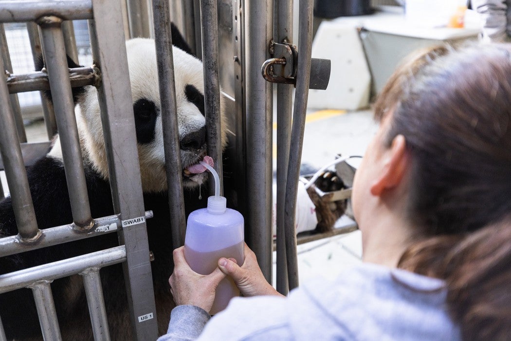 May 4, 2023 | Giant panda Mei Xiang receives honey-flavored water while the giant panda team measures her blood pressure.