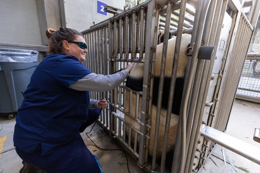 May 4, 2023 | Giant panda Mei Xiang receives photobiomodulation therapy treatment on her left shoulder from one of the Zoo's veterinary technicians.