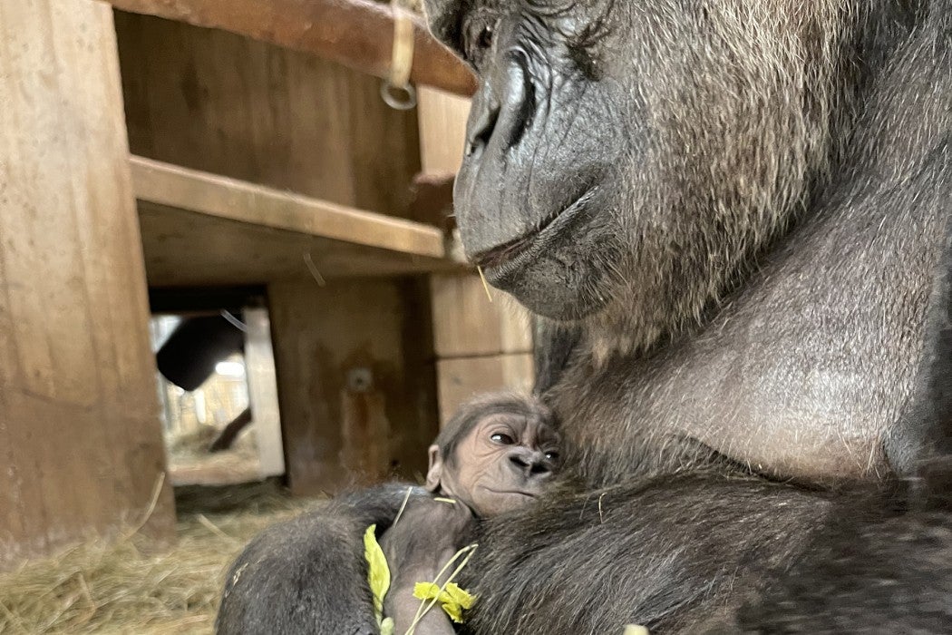 May 27, 2023 | A newborn western lowland gorilla, Zahra, is covered in celery leaves while her mother, Calaya, eats breakfast. 