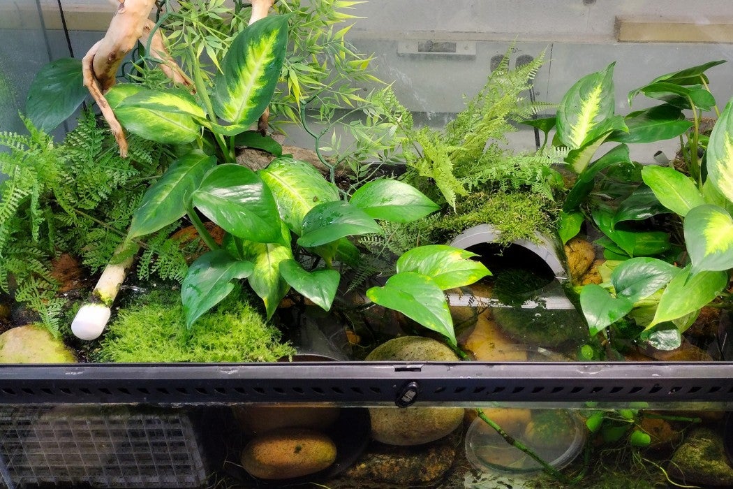 The Panamanian golden frog breeding tank.