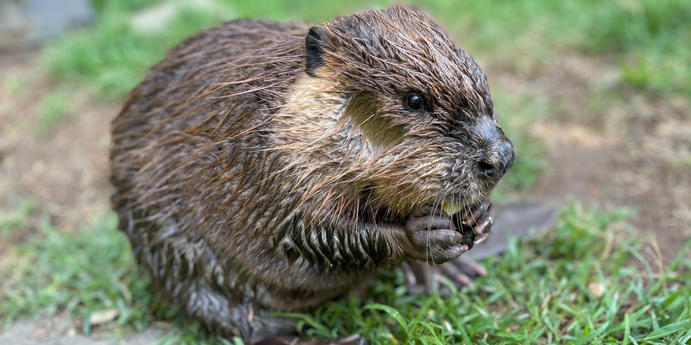 Photo of a young beaver standing on a patch of grass. She is holding something between her paws and gnawing on it.