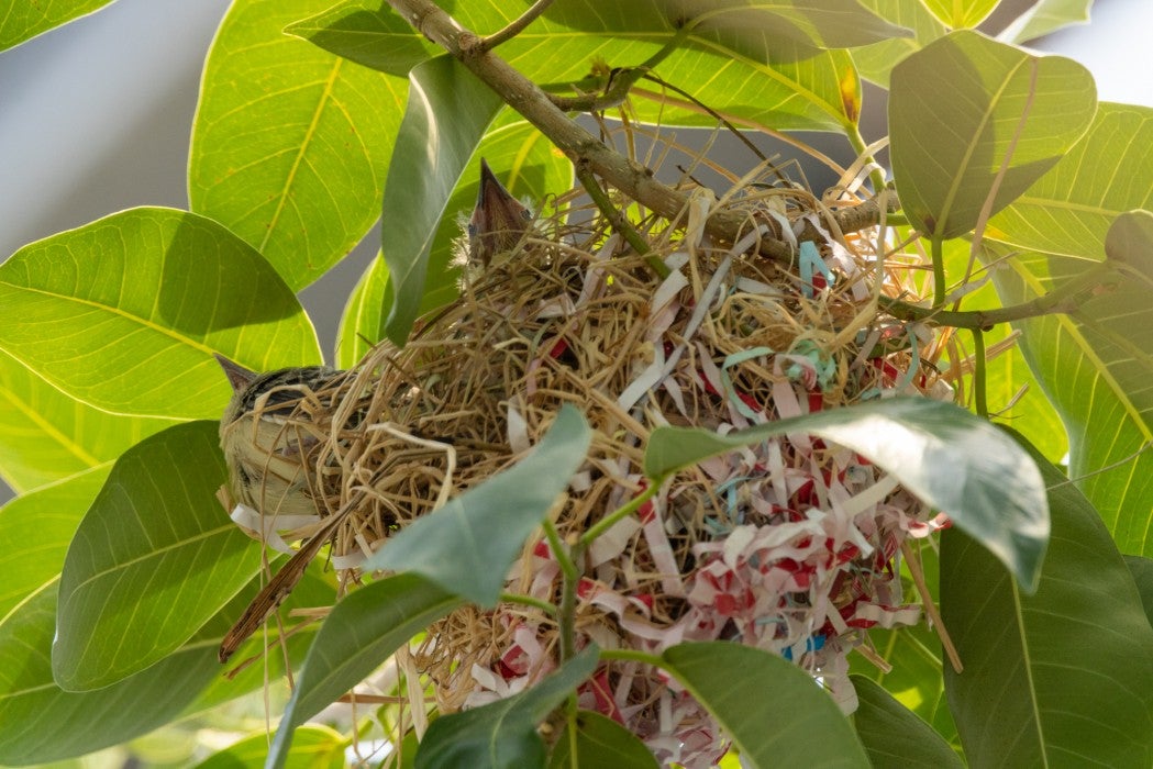 BEYOND LOCAL: Birds' nests express their unique style and past experiences  - Orillia News