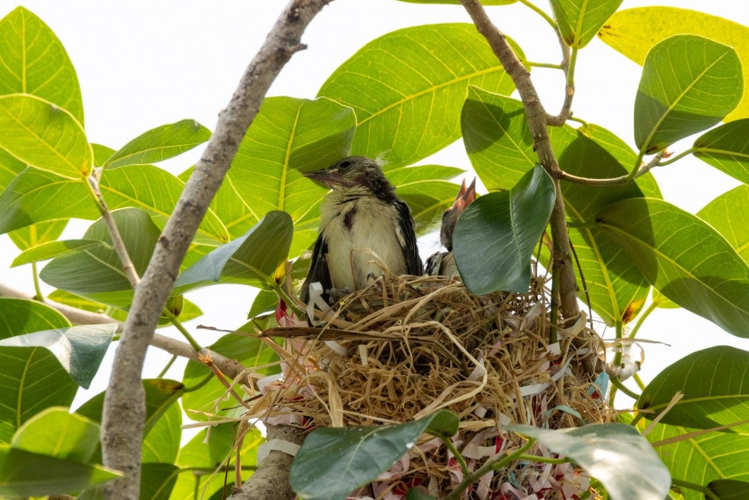 Orchard oriole chicks in the Bird House's bird friendly coffee farm on June 15, 2023.