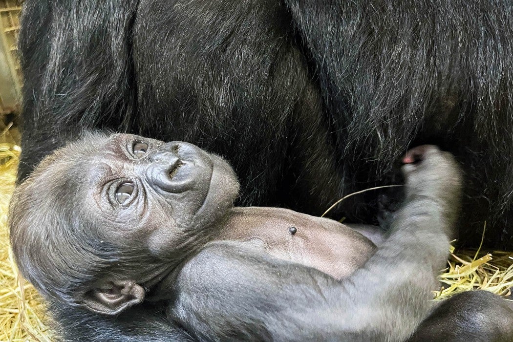 Western lowland gorilla Zahra rests in mother Calaya's arms. 
