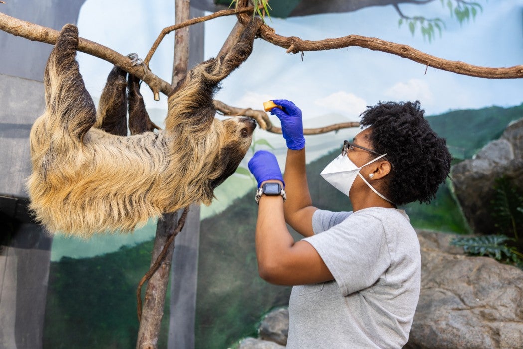 Keeper Victoria Addams feeds Athena, a southern-two-toed sloth. 