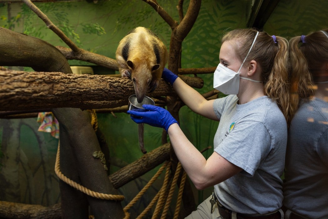 Keeper Margaret (Mimi) Nowlin feeds a female tamandua named Chiquita.