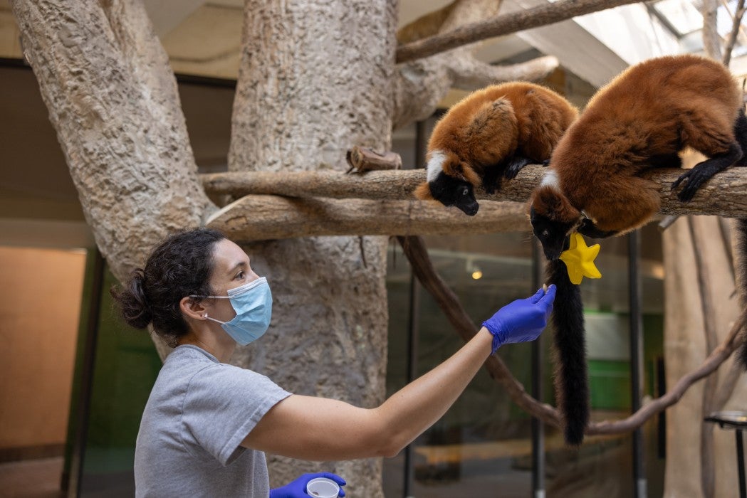 Keeper Ester Wray feed red-ruffed lemurs in the Small Mammal House. 