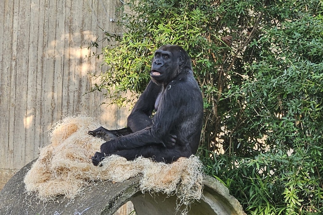 Western lowland gorilla Mandara rests in her favorite spot in the Great Ape House outdoor habitat.