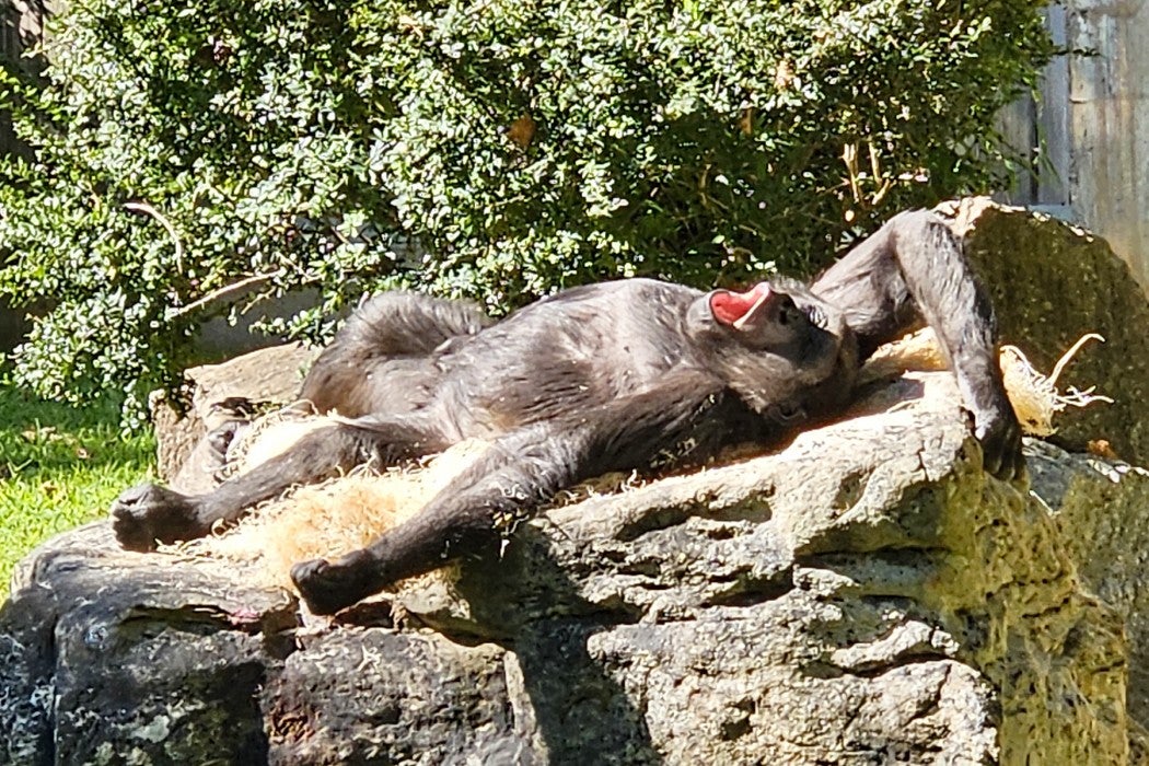Western lowland gorilla Moke sunbathes in the Great Ape House outdoor habitat.