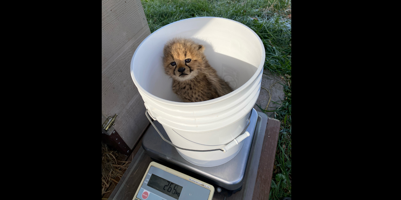 A cheetah cub sits in a white bucket on a scale